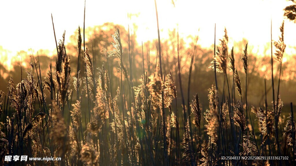 夕阳下的芦苇荡美景