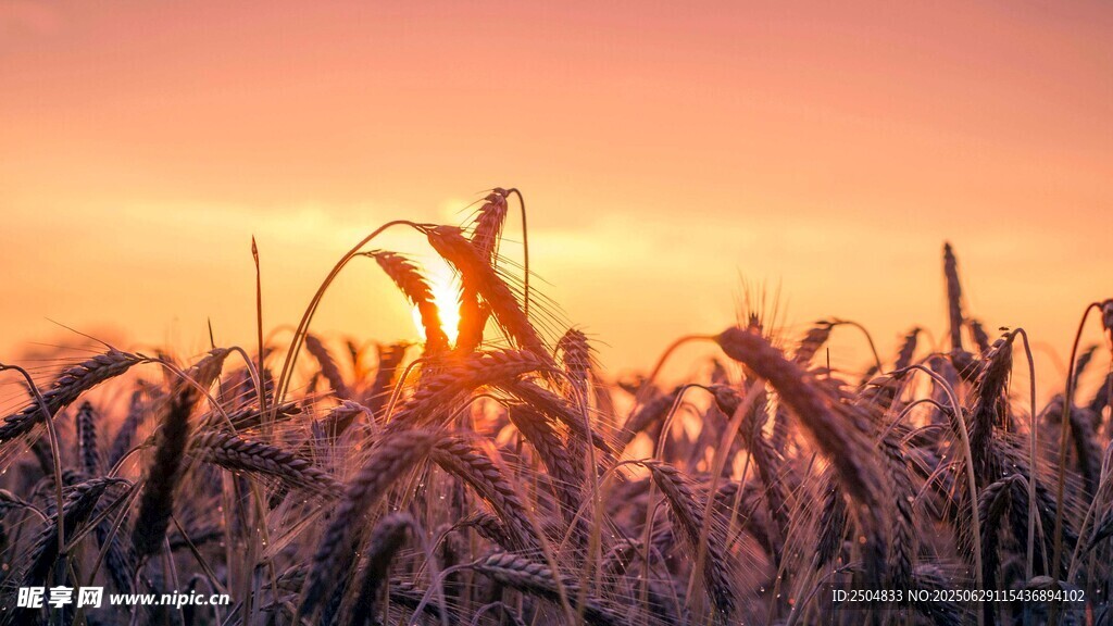 夕阳下的麦田美景