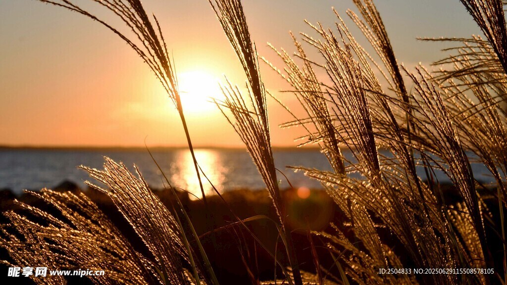 夕阳下的海边芦苇美景