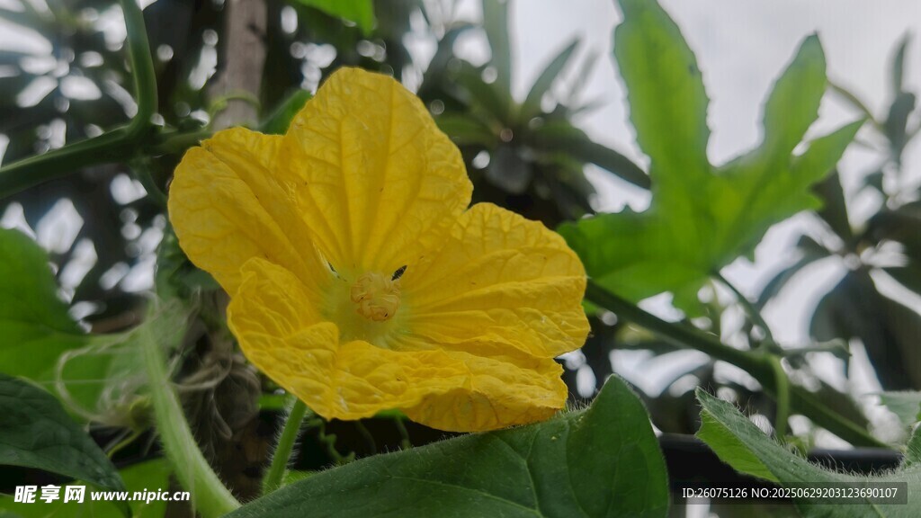 黄色丝瓜花绽放