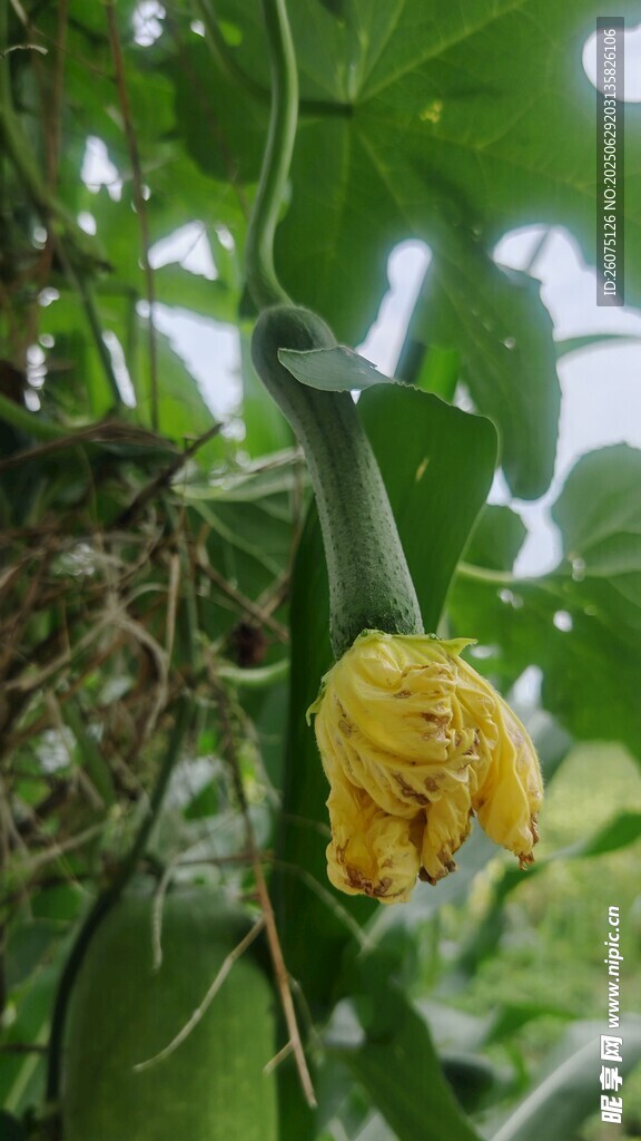 藤蔓上的黄色丝瓜花