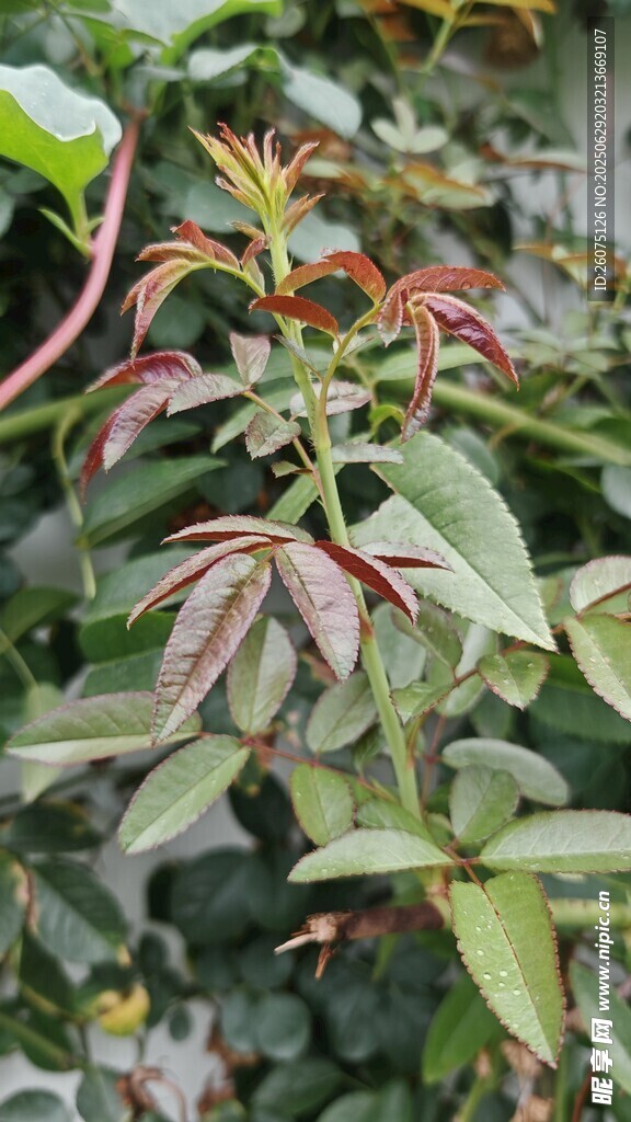 多彩叶片植物特写