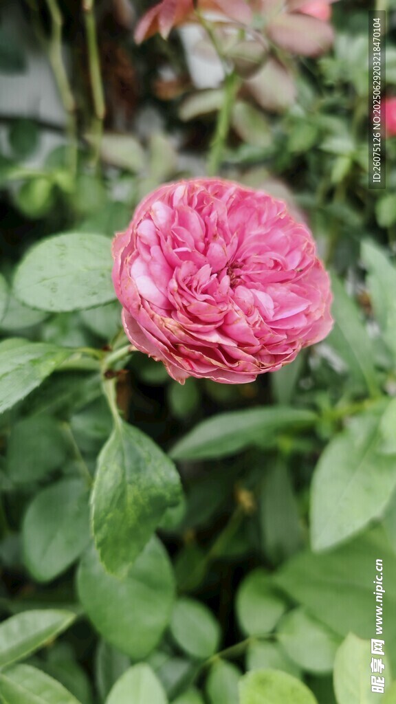 娇艳粉色月季花