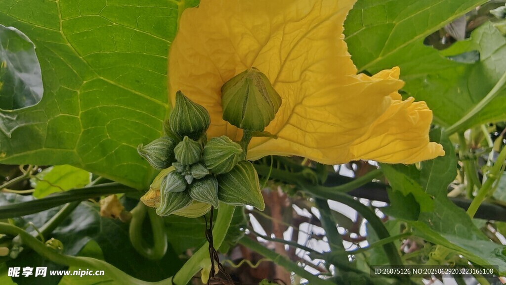 黄色南瓜花与花蕾
