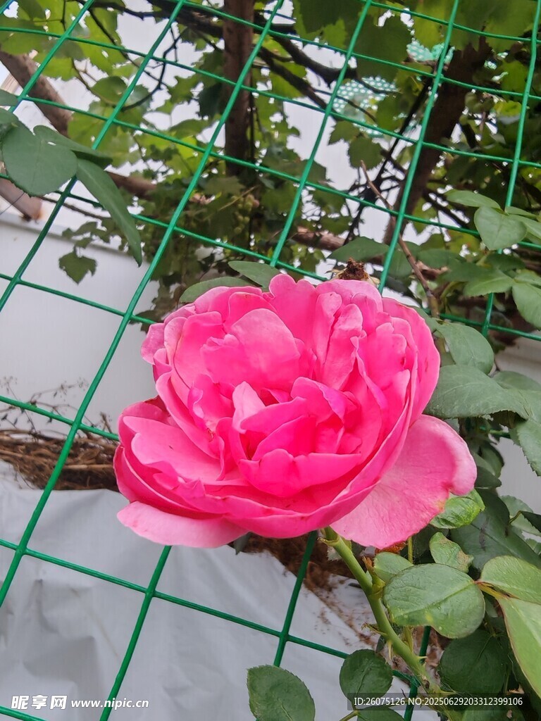 娇艳蔷薇绽于网格间