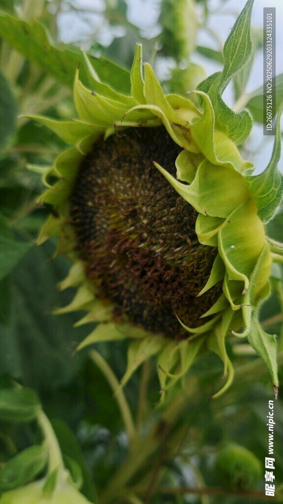 枯萎向日葵特写