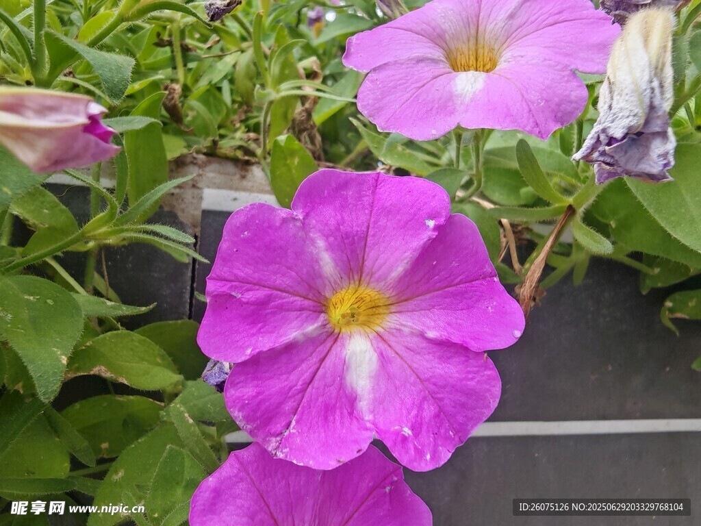 娇艳粉色牵牛花绽放