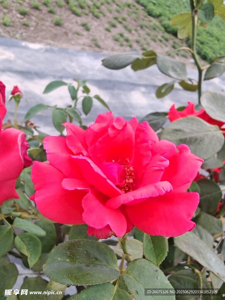 娇艳红玫瑰绽放