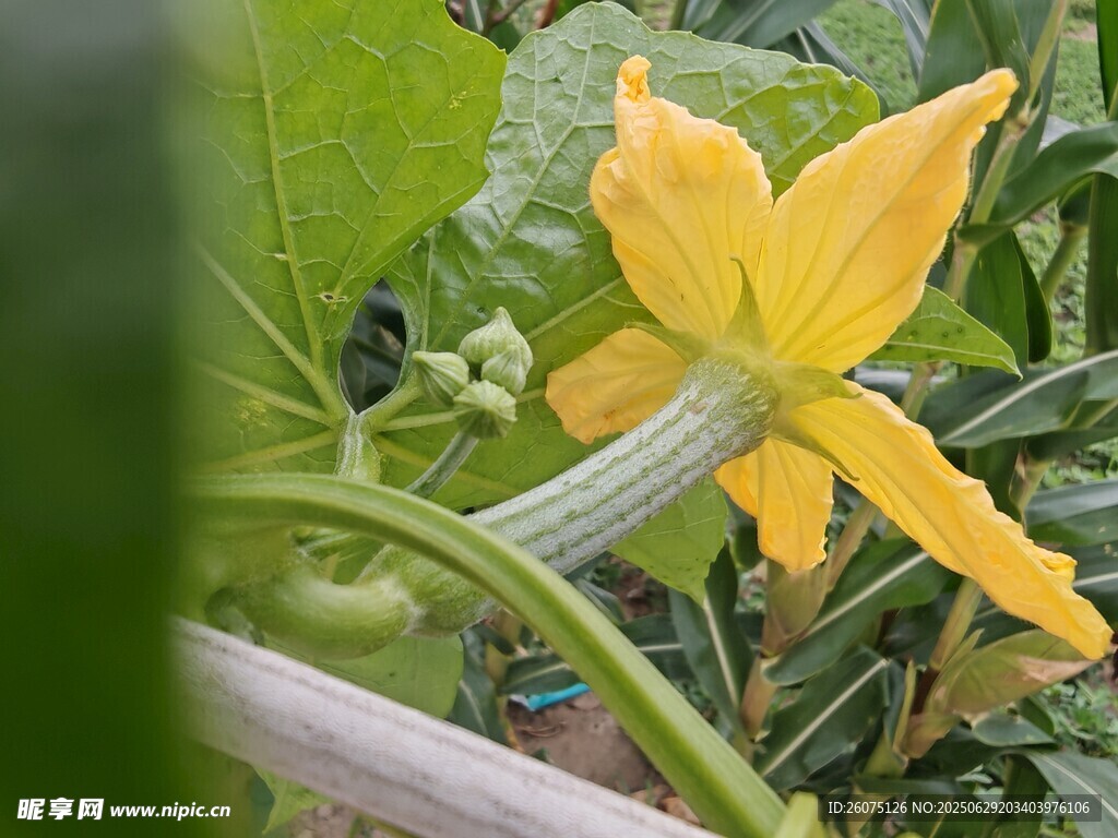 黄色丝瓜花特写