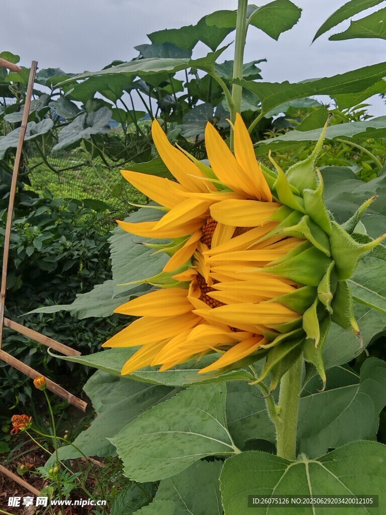 绽放的向日葵
