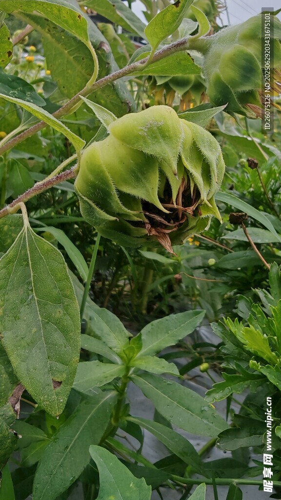 未成熟的向日葵
