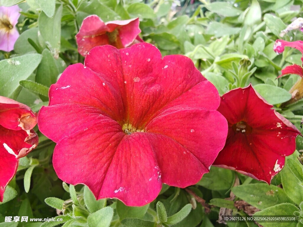鲜艳红色矮牵牛花绽放