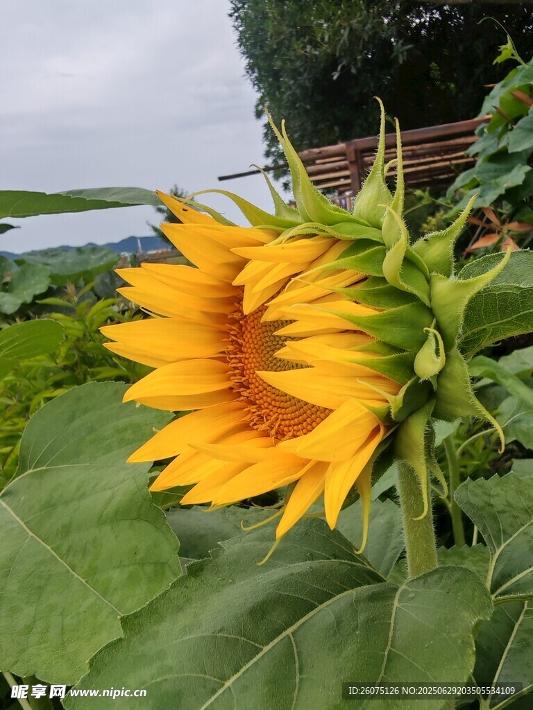 绽放的向日葵