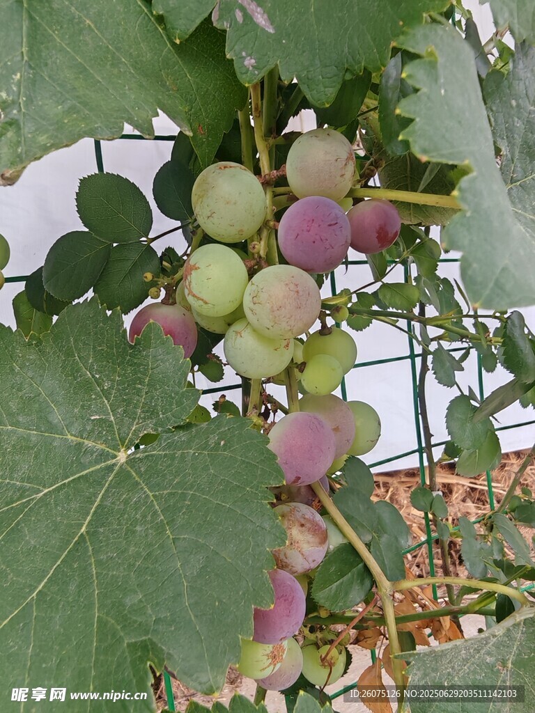 葡萄藤上的青涩果实