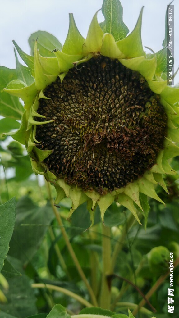 成熟的向日葵特写