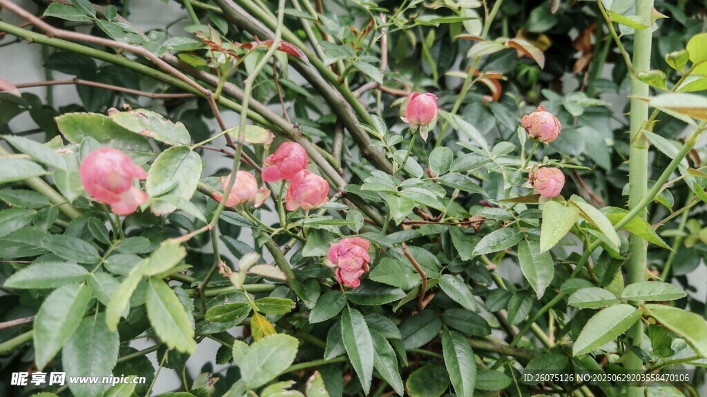 绽放的粉色花朵与绿叶