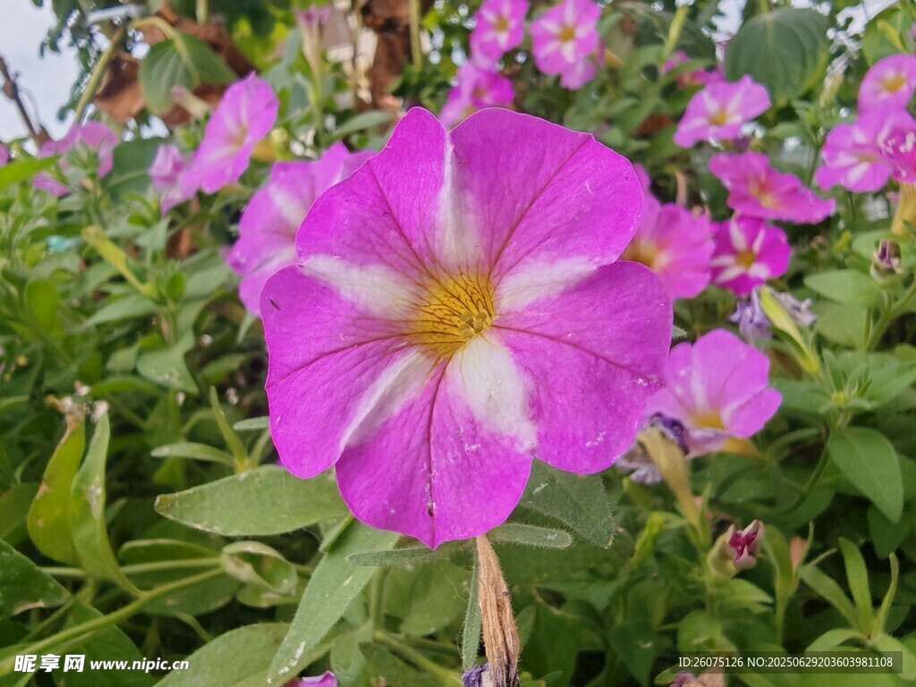 娇艳粉色牵牛花绽放