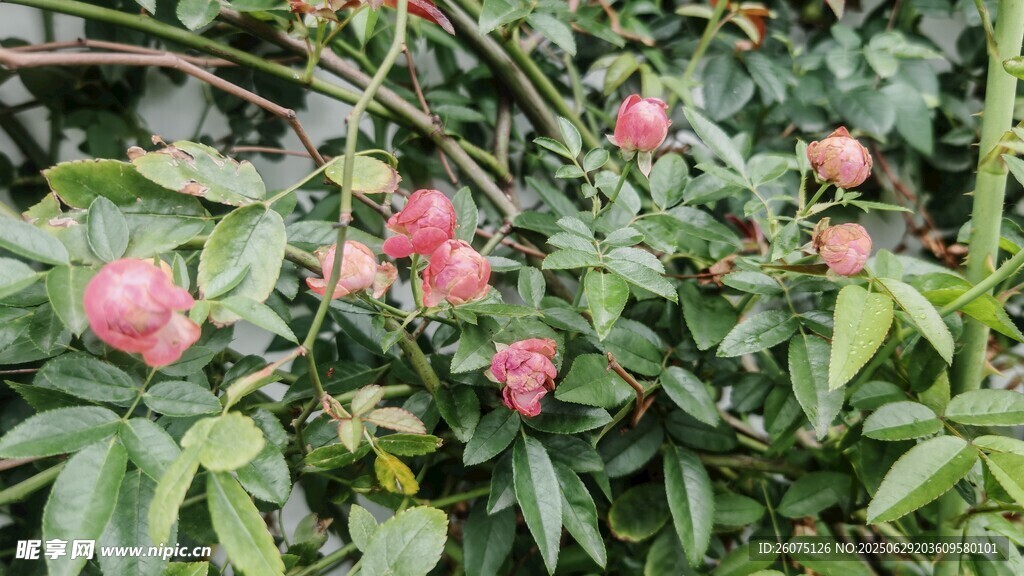粉色山茶花绽放绿叶间