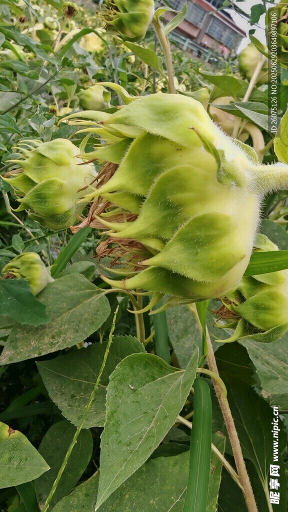 未成熟的绿色向日葵花盘