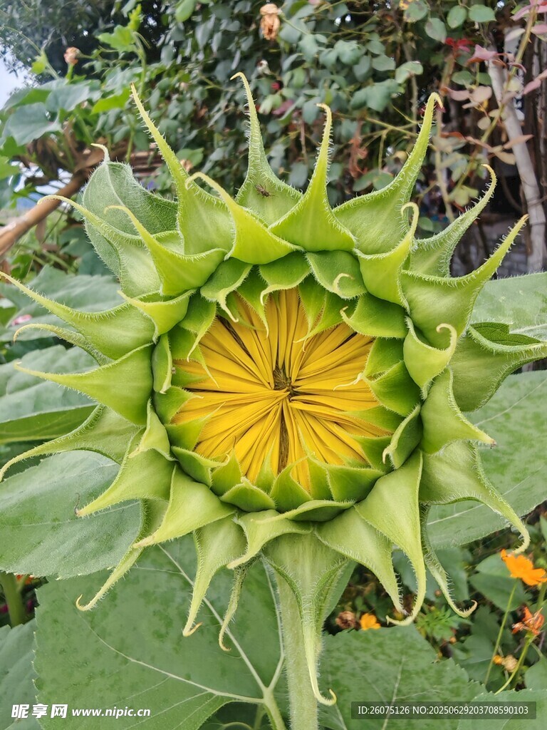 绿色向日葵花苞