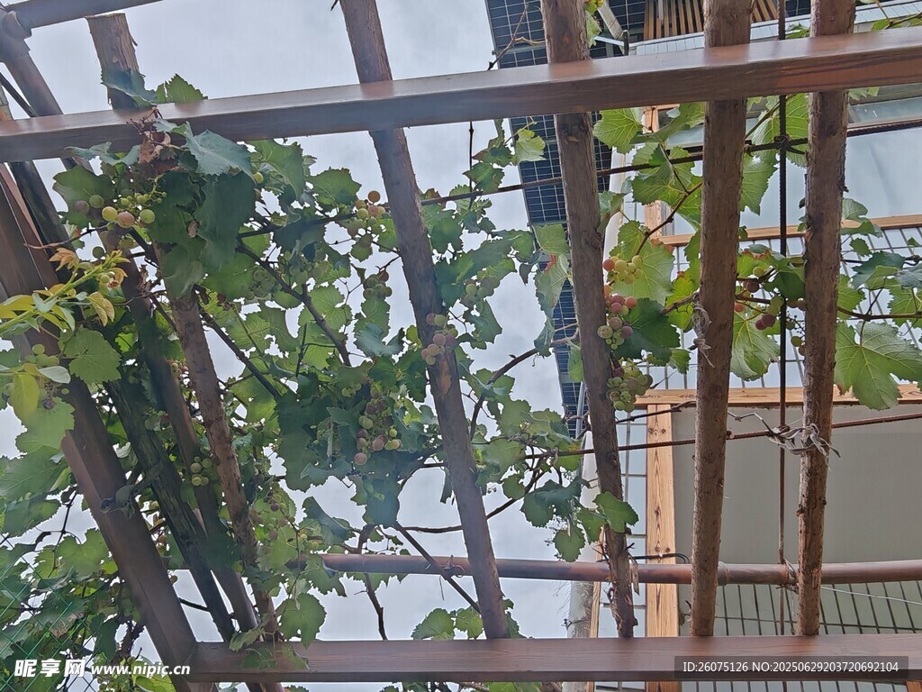 藤蔓缠绕的木质棚架景观