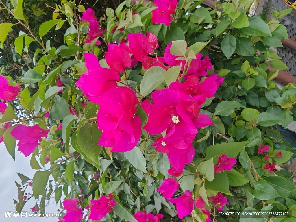 艳丽三角梅绽放