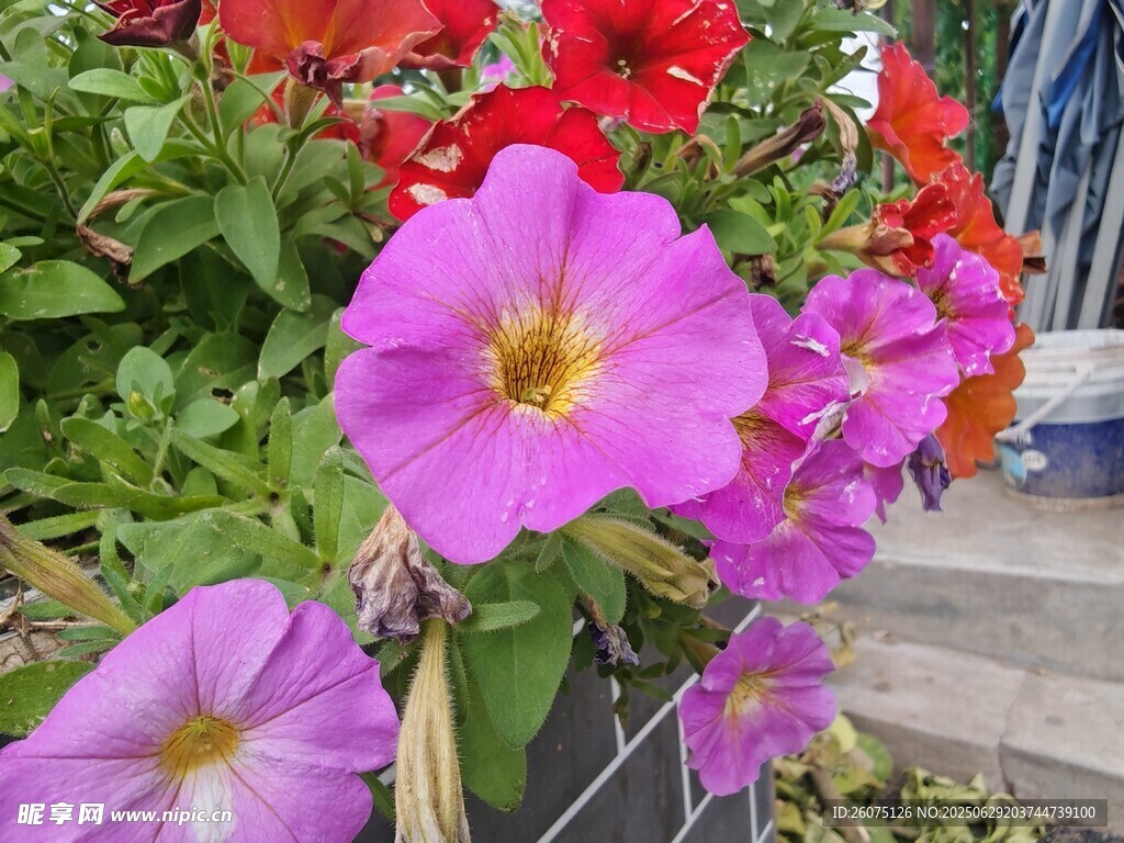 娇艳绽放的多彩矮牵牛花