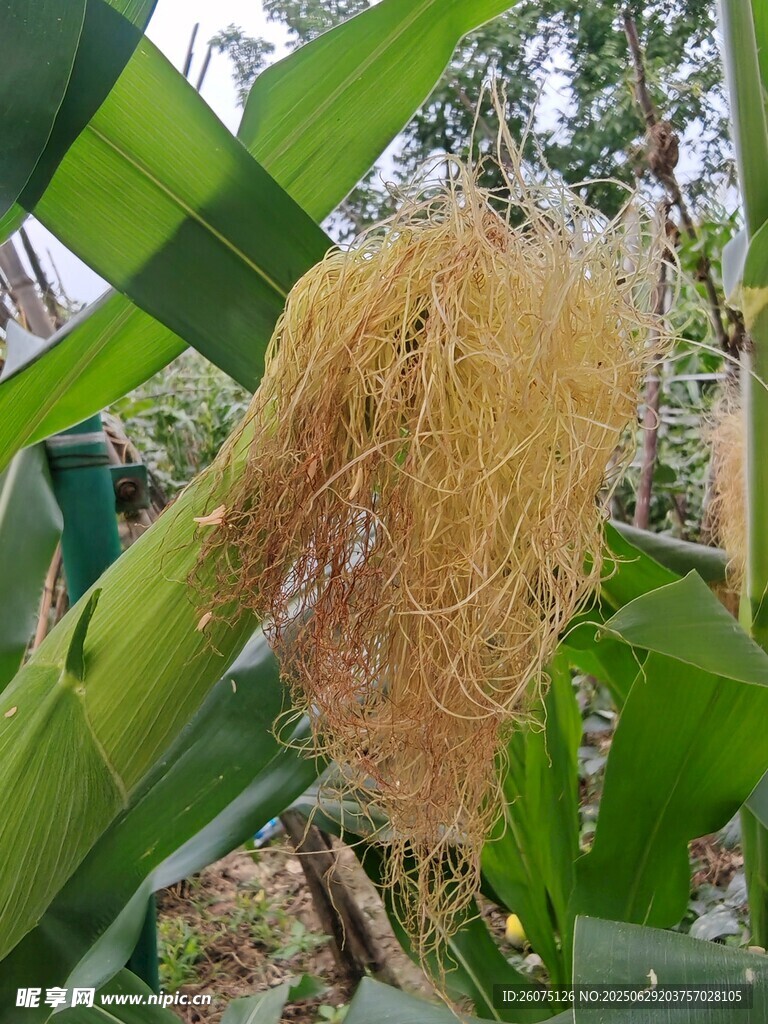 玉米须特写