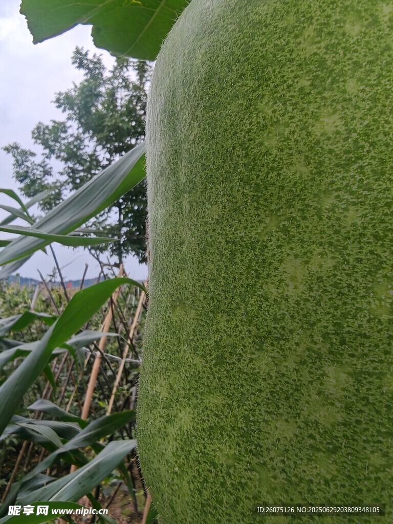 巨大青皮冬瓜特写