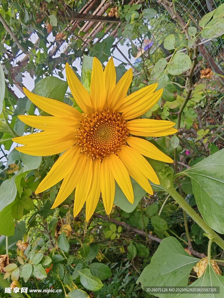 绽放的黄色向日葵