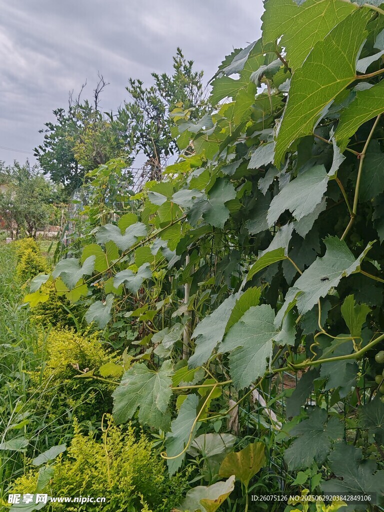 绿意盎然的繁茂植物景观