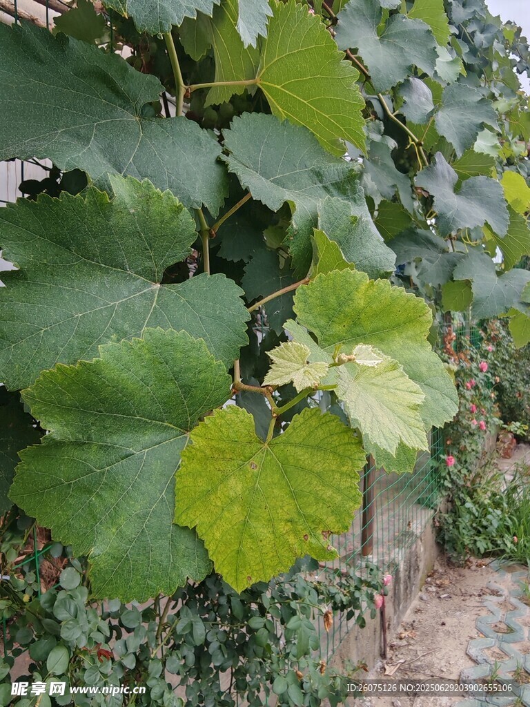 翠绿葡萄叶特写