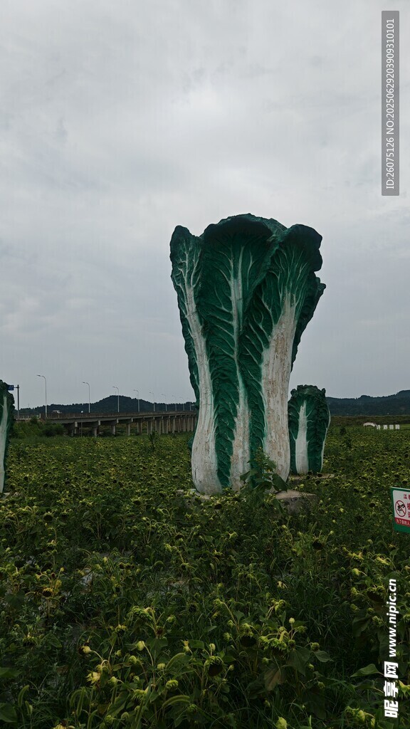 田野中的白菜雕塑