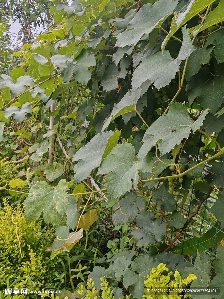 绿叶繁茂的葡萄藤