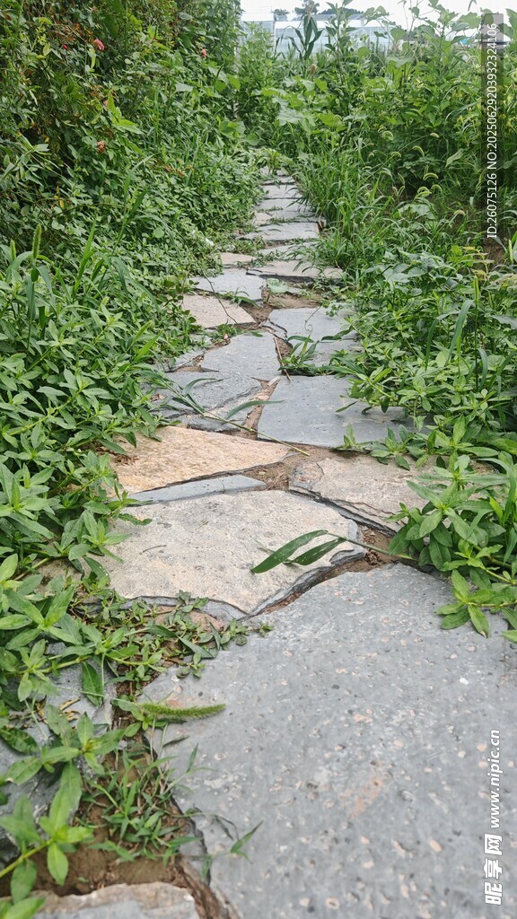 石板小径穿行于绿植间