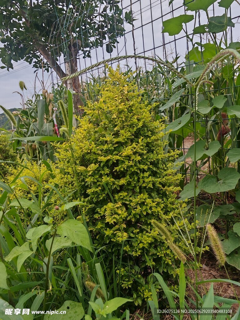 花园中的翠绿植物