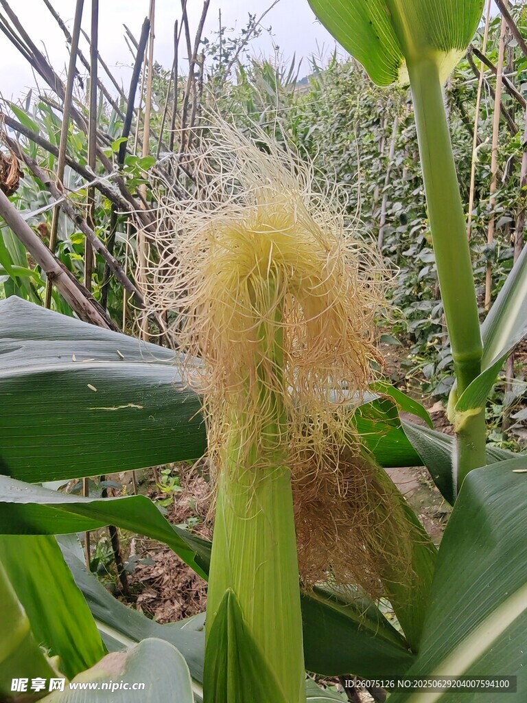 玉米植株上的毛茸茸玉米须