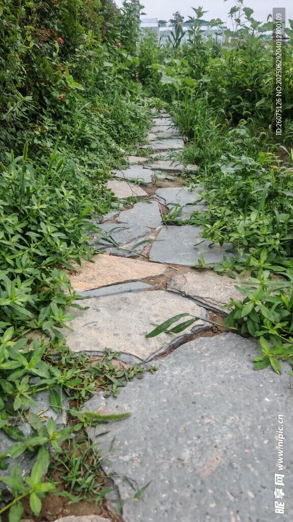 石板小径被绿植环绕