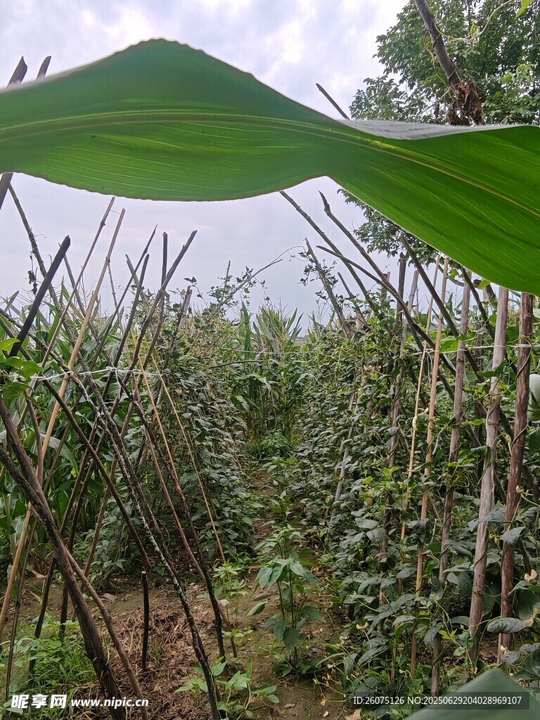 绿叶下的繁茂植物景观