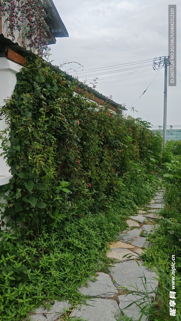 石径旁爬满绿植的围墙