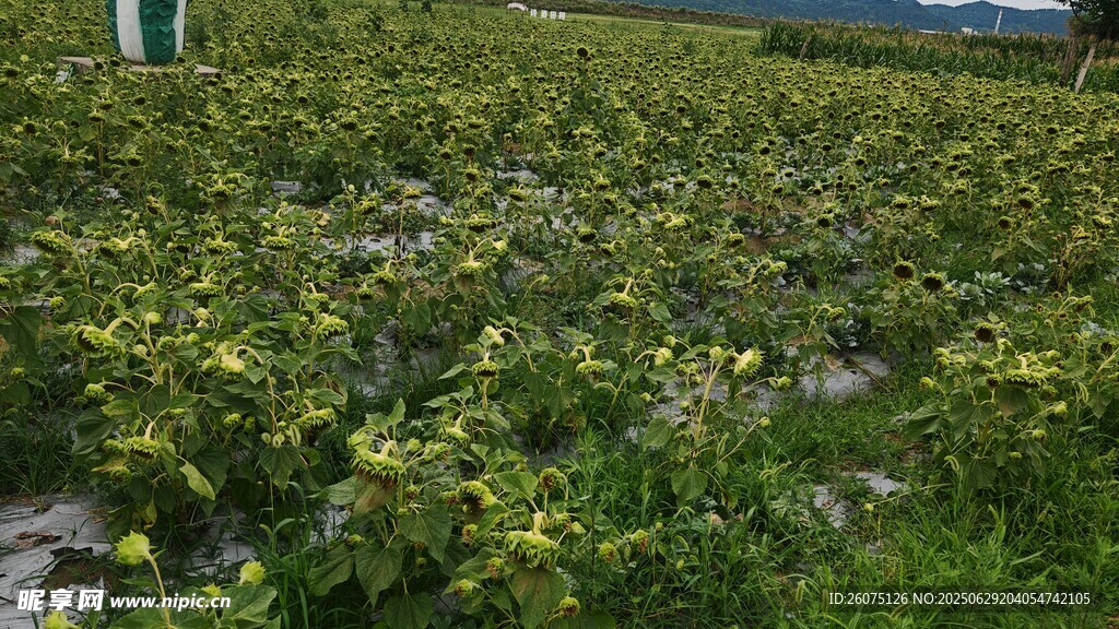 绿色植物农田景观