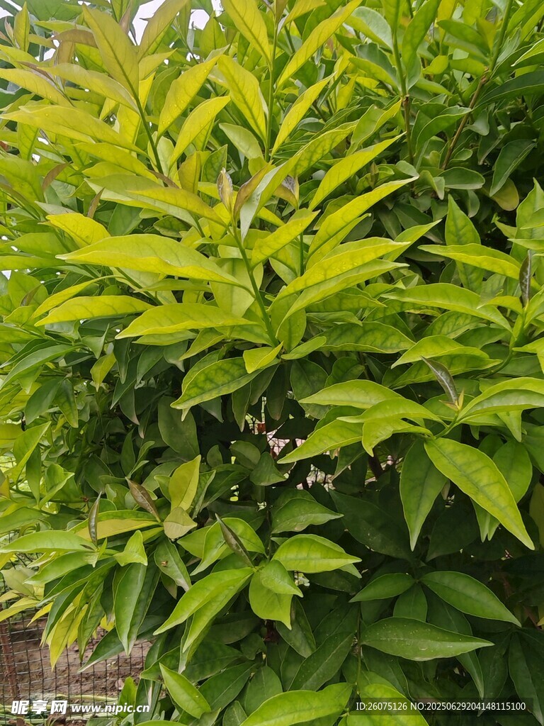 翠绿繁茂的植物枝叶