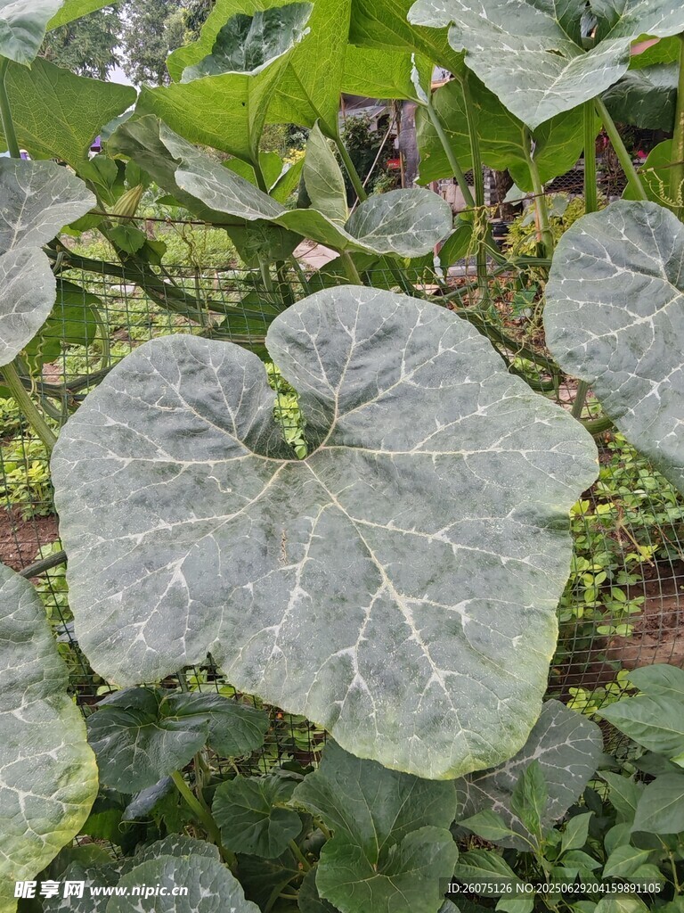 大叶片的绿色植物