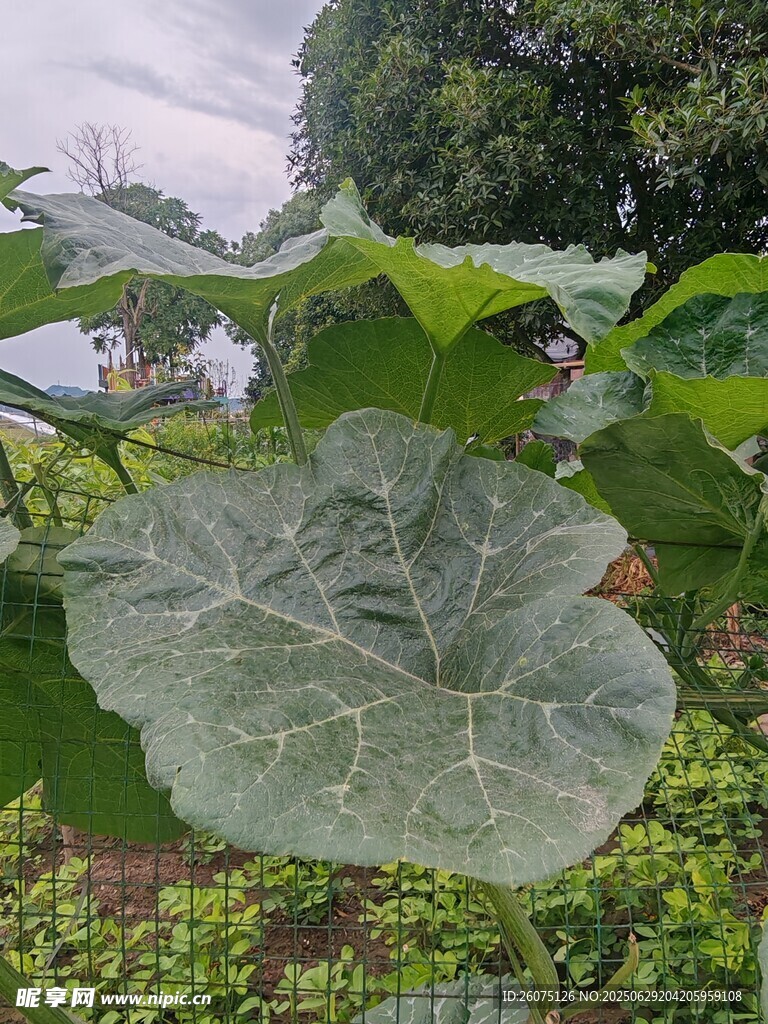 大叶片植物特写