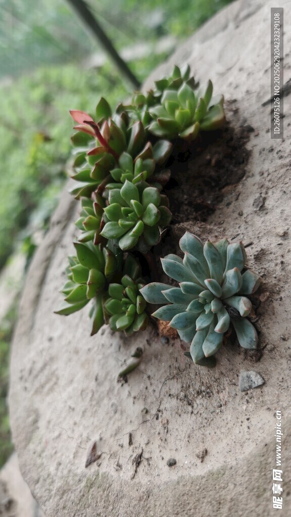 石上多肉植物小景