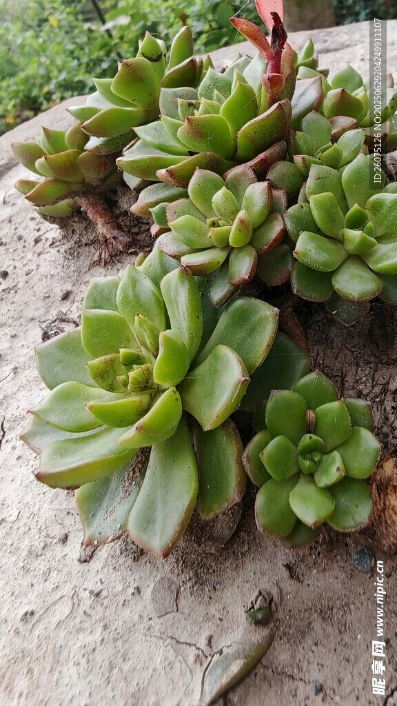 石上蒂亚多肉植物