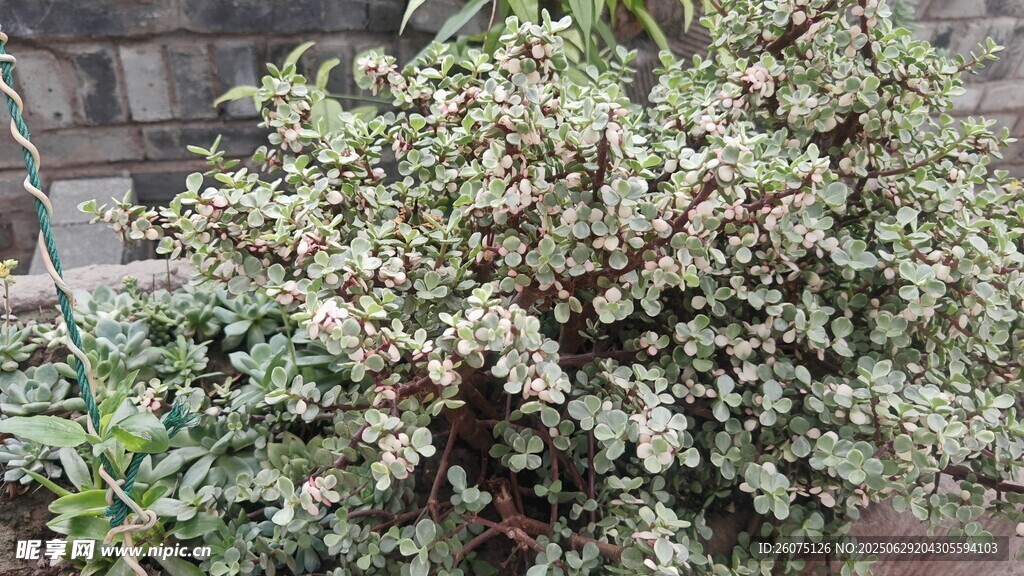 盛开的白色灌木花卉