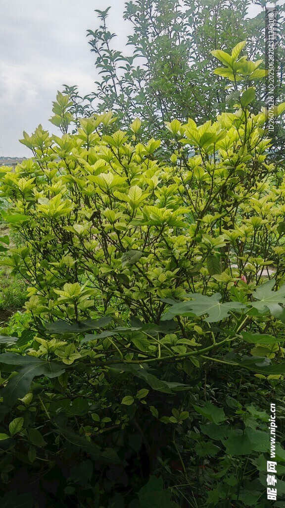 翠绿繁茂的栀子树