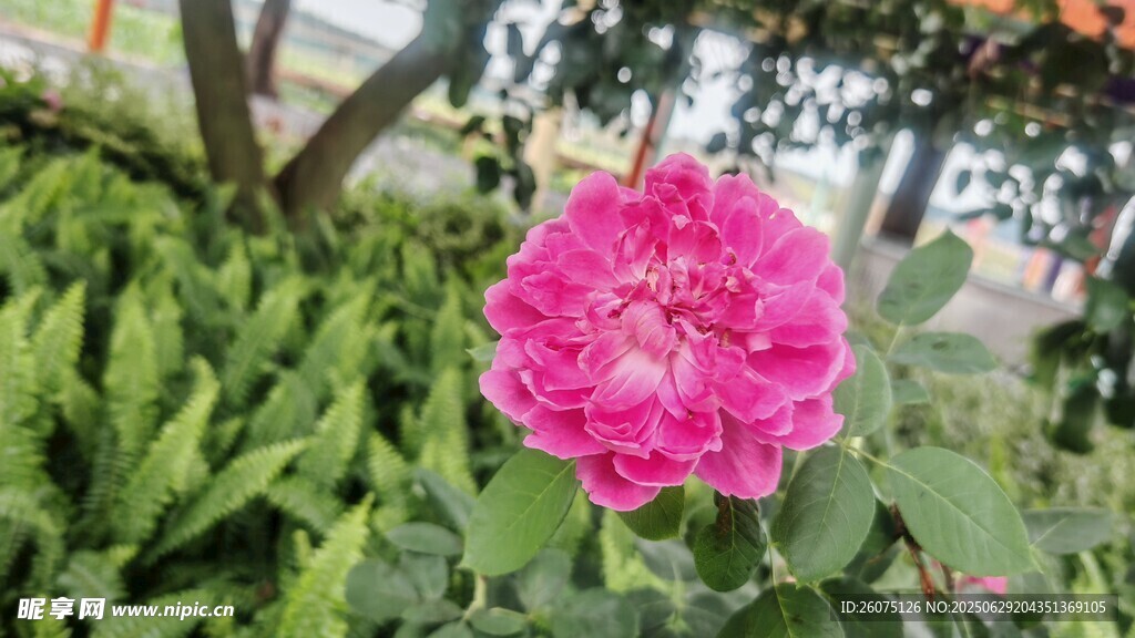 娇艳粉色月季花绽放