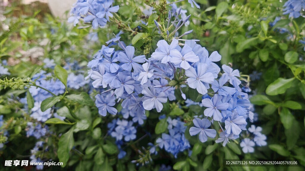 蓝绣球花绽放